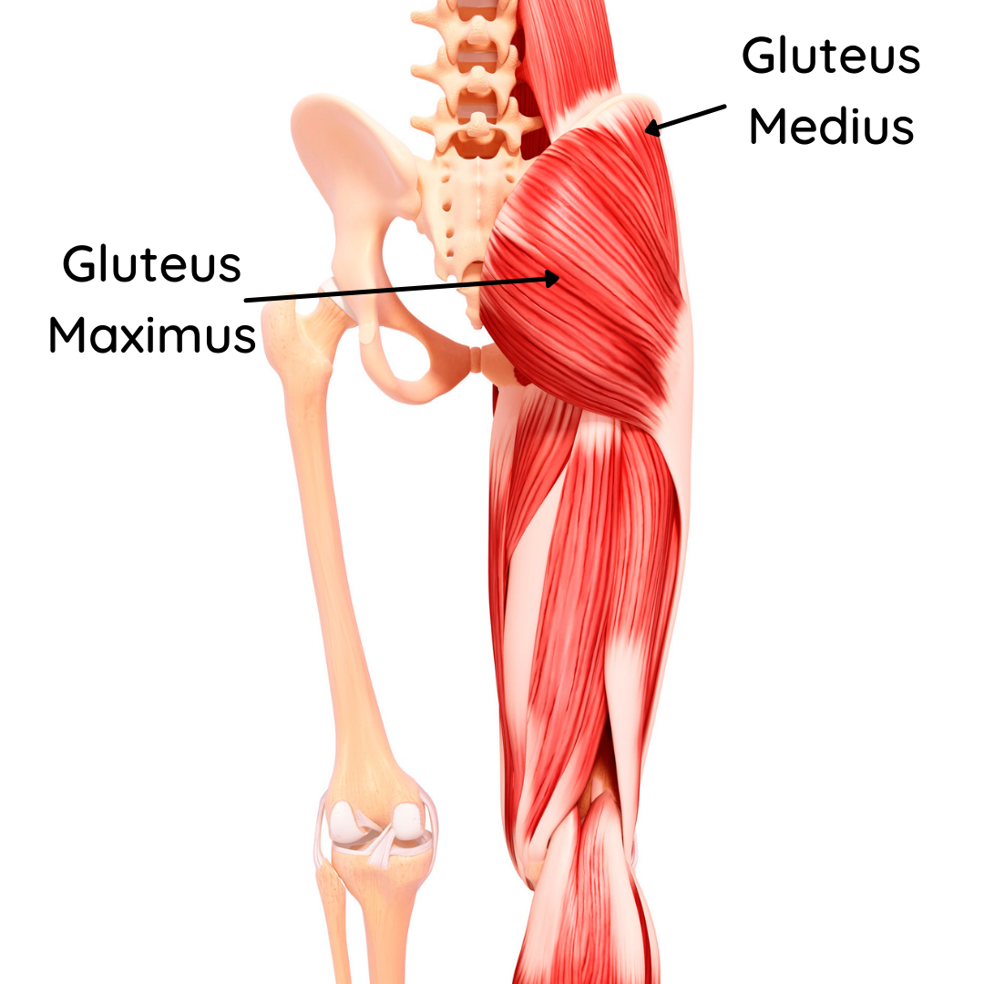 Gluteus Medius Anatomy